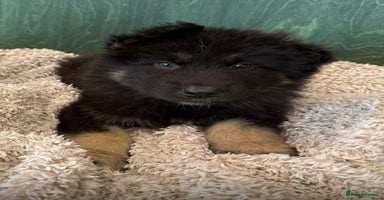 Mixed Breed dogs - Advert 9