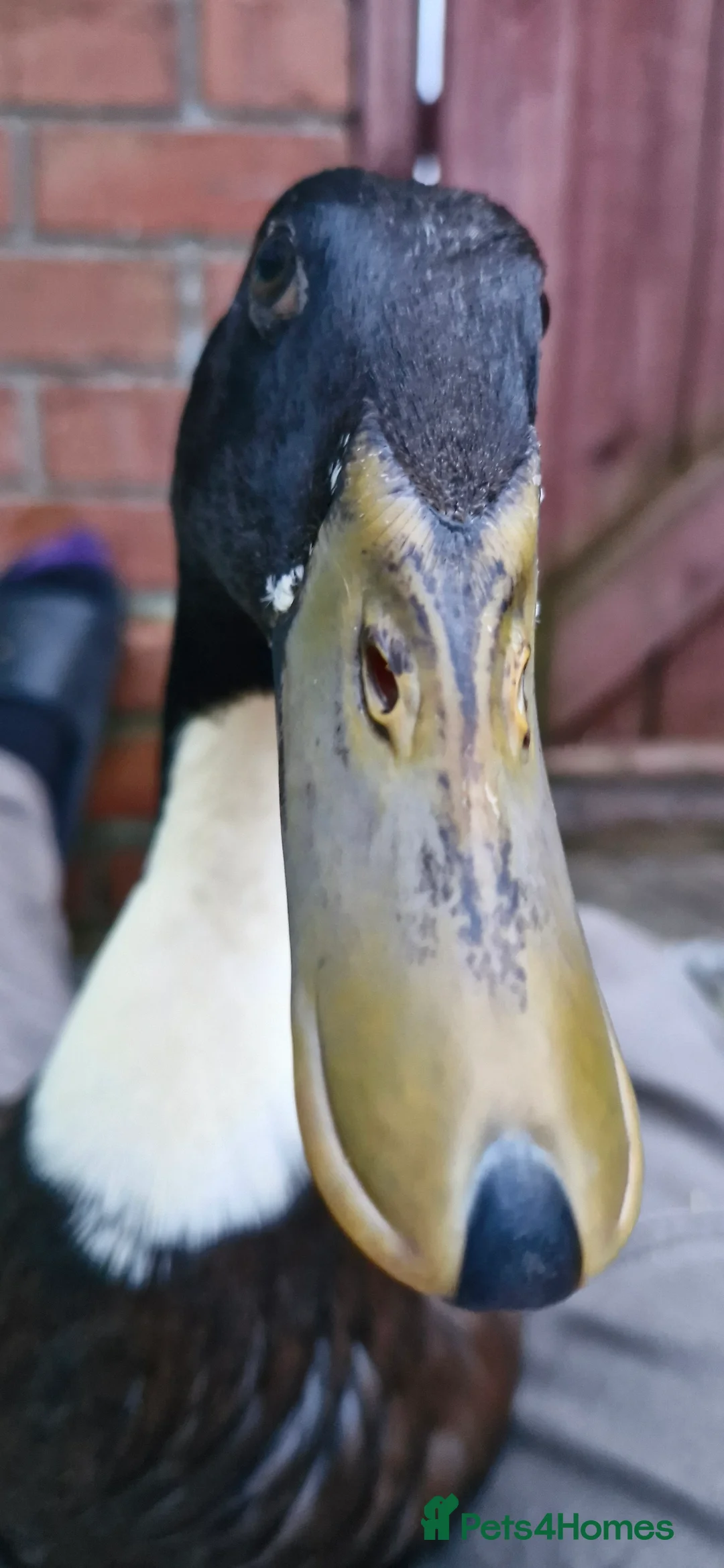 Ducks poultry for sale: Indian runner duck - Advert 5