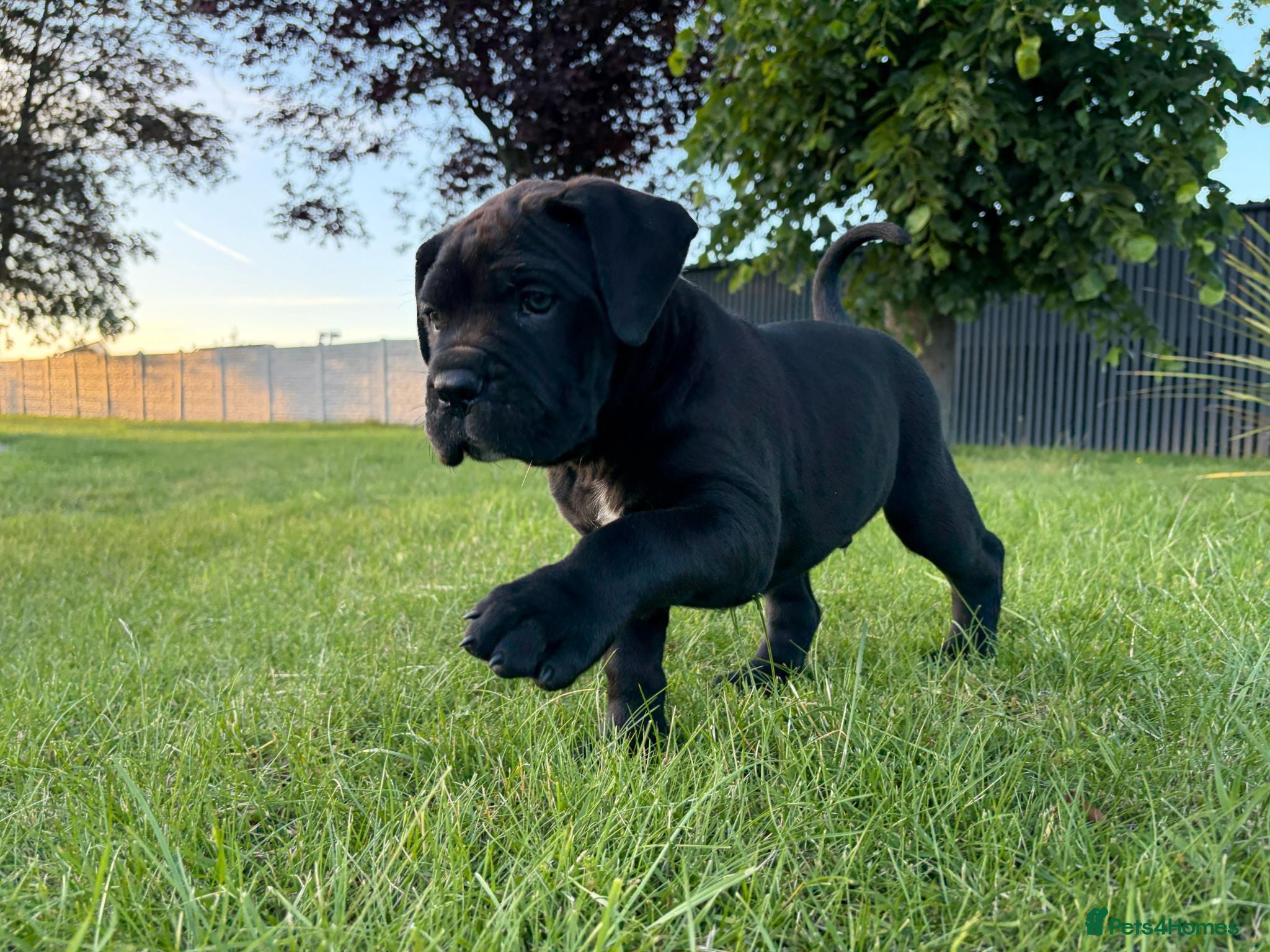 Cane Corso dogs BEAUTIFUL CANE CORSO PUPPIES - Advert 1