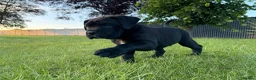 Cane Corso dogs for sale: Beautiful Cane Corso Puppies – 1 Girl Left - Advert 9