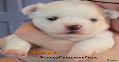Mixed Breed dogs - Advert 1