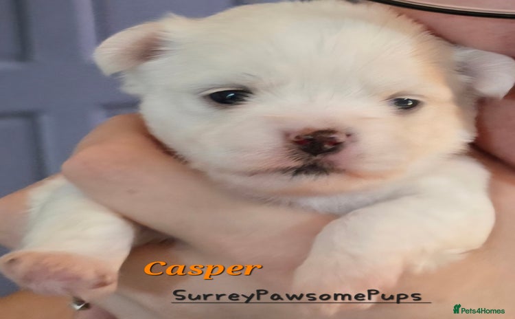 Mixed Breed dogs - Advert 1