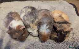 Guinea Pig rodents for sale: 6 gorgeous baby guinea pigs - Image 4