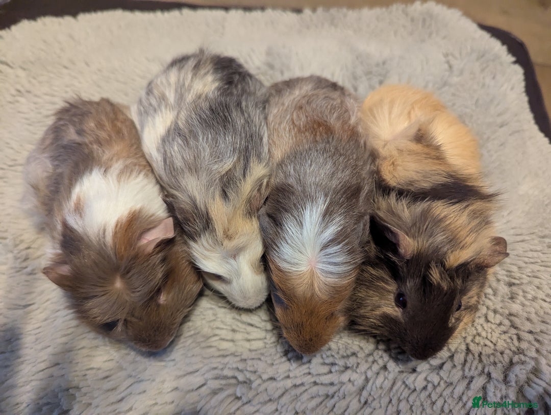 Guinea Pig rodents for sale: 6 gorgeous baby guinea pigs - Image 4