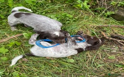 Cocker Spaniel dogs for sale: Beautiful cocker puppies - Image 12