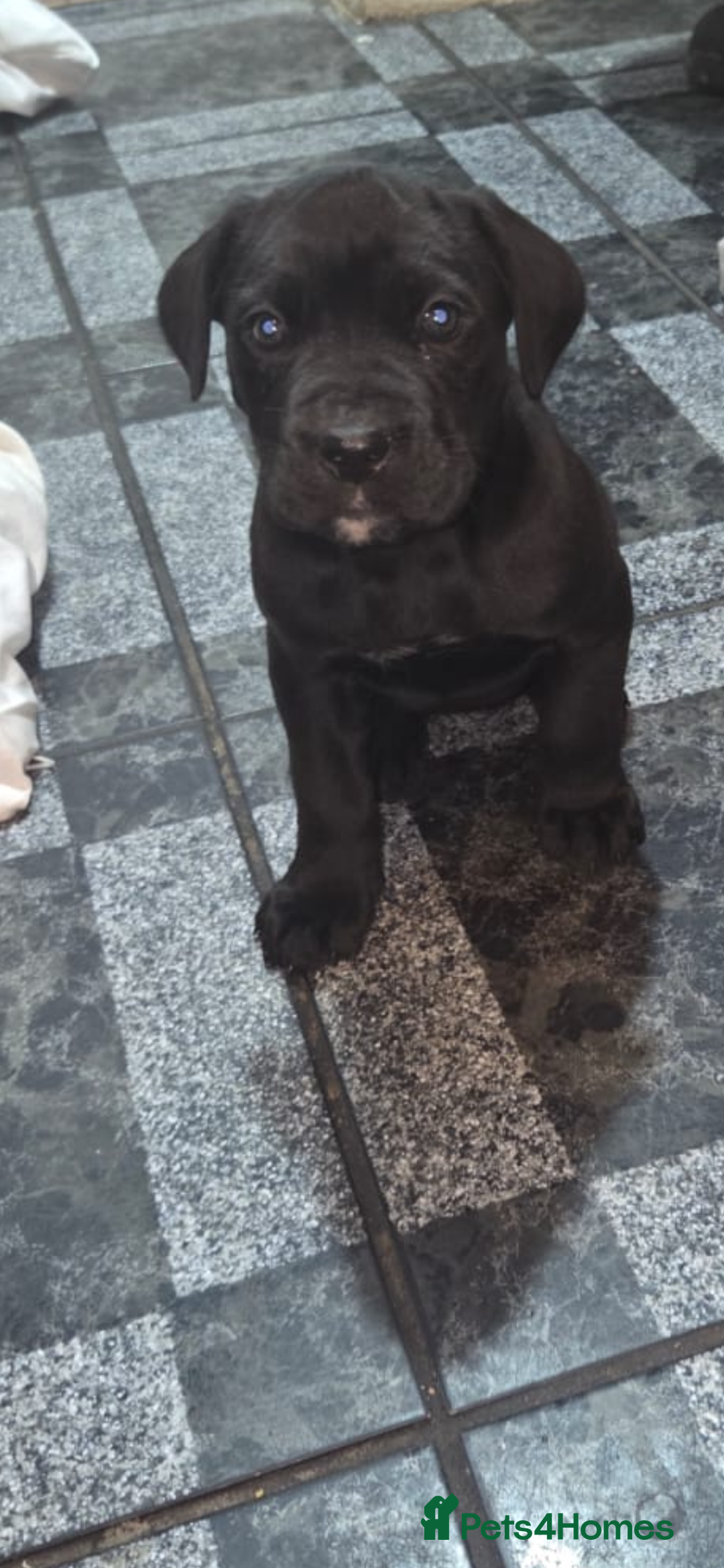 Cane Corso dogs for sale: Stunning litter of 9 - Advert 2