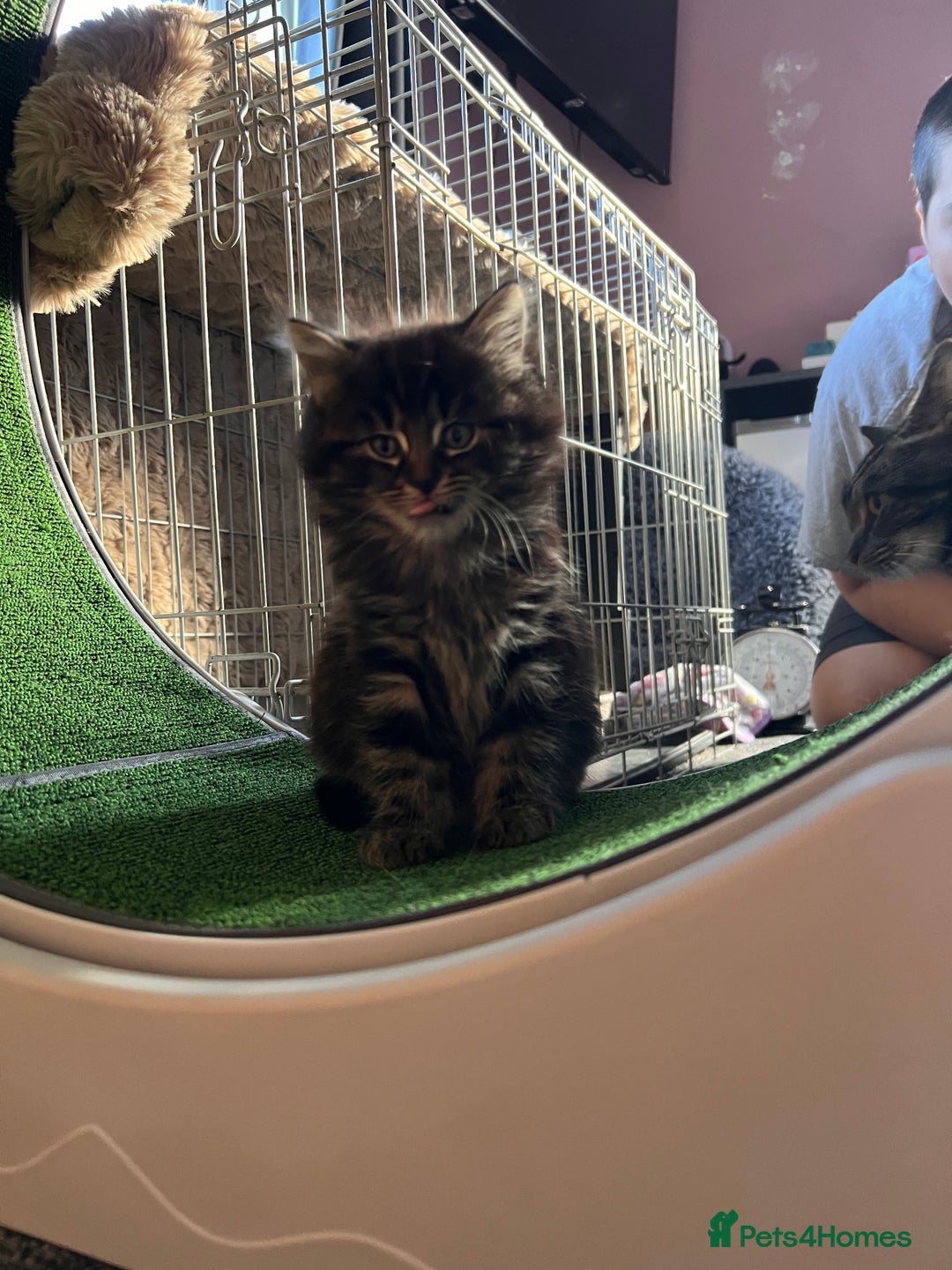 Maine Coon cats for sale: Big boy Maine coon kitten cross  - Advert 11