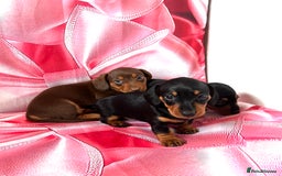 Dachshund dogs for sale: Mini dachshund puppies, PRA clear, health tested - Image 10