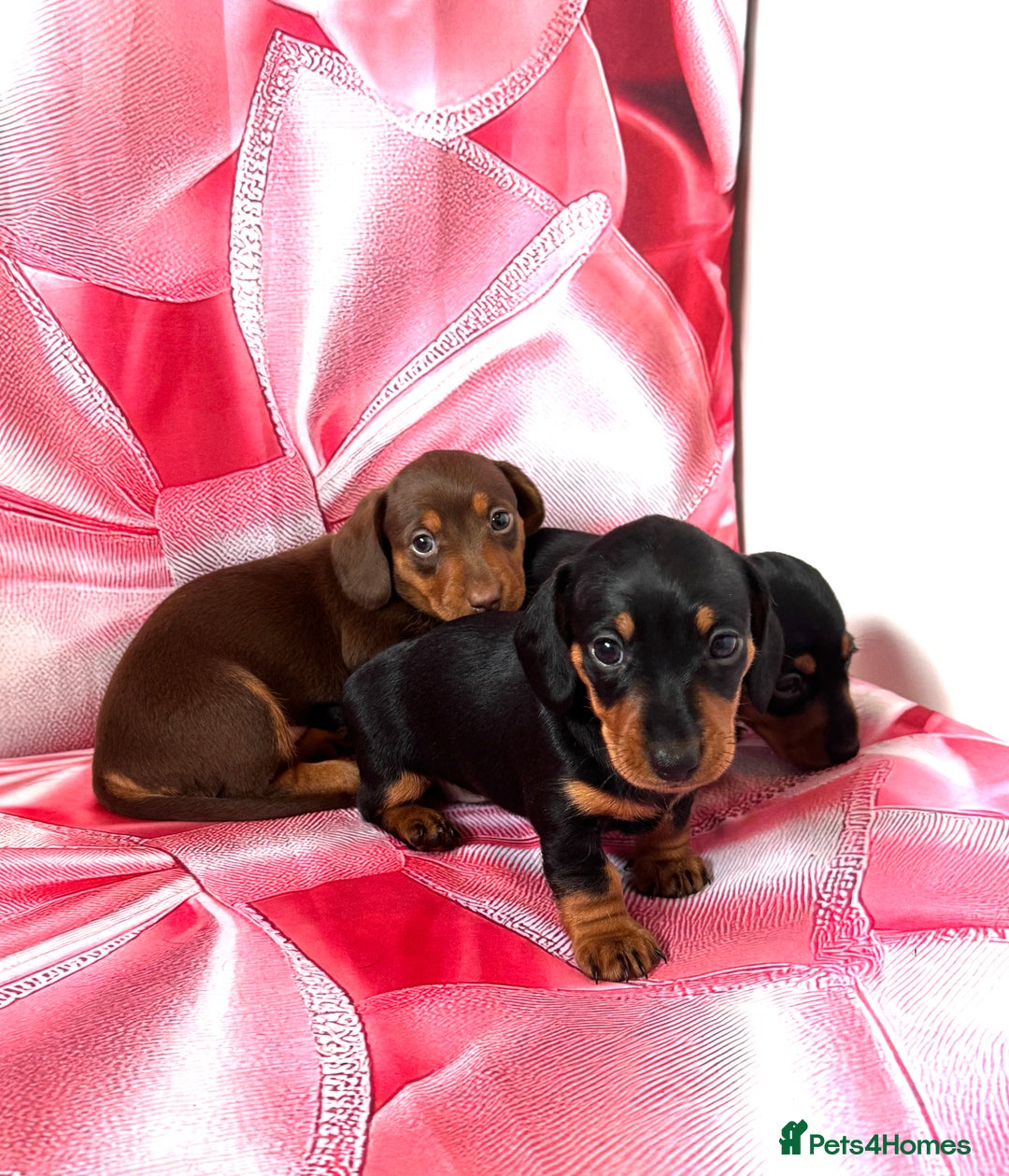 Dachshund dogs for sale: Mini dachshund puppies, PRA clear, health tested - Image 10
