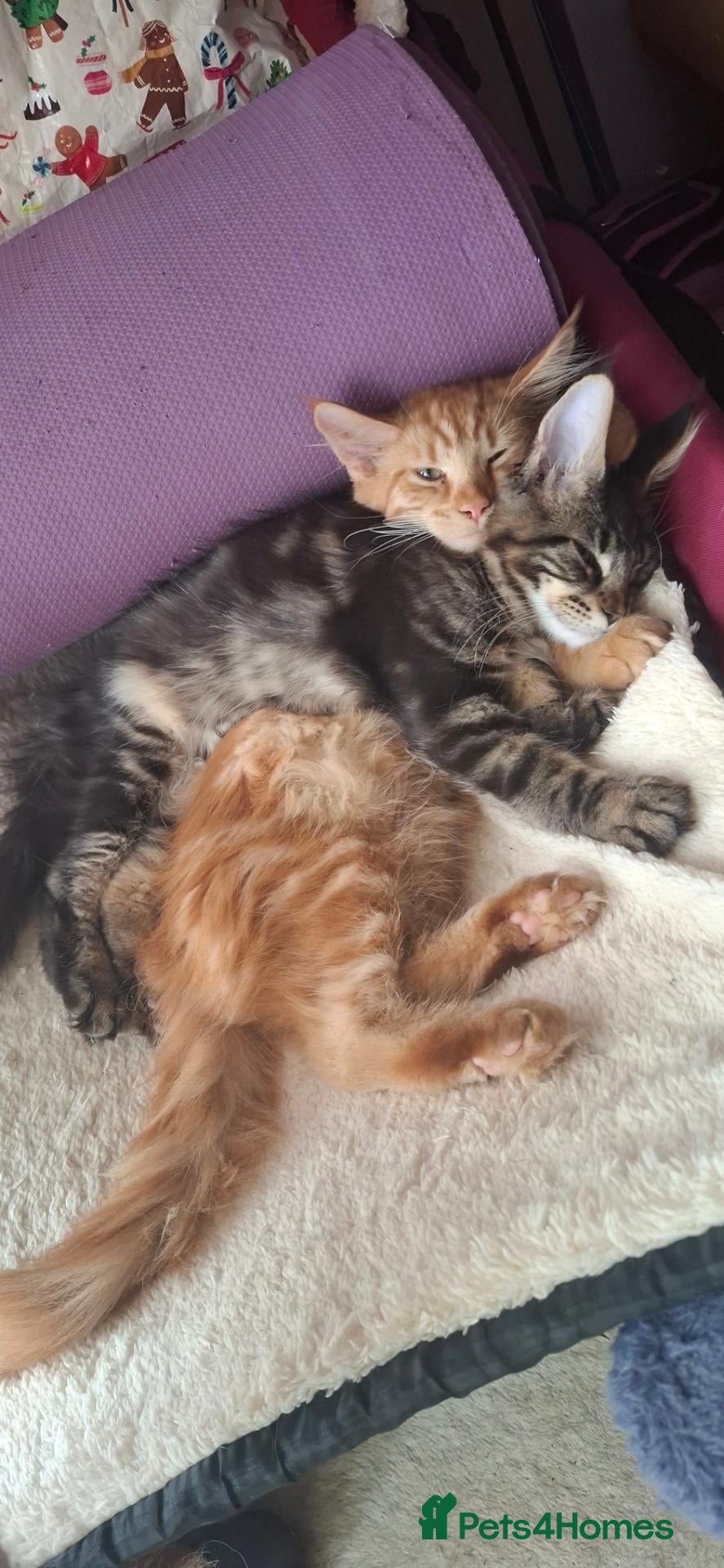Maine Coon cats *PRICE DROP* last 2 boys £600 each   - Advert 13