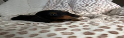 Miniature Dachshund dogs for sale: BLACK AND TAN MINIATURE DOXIES  in Wallsend - Advert 10