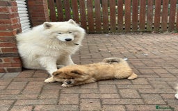 Samoyed dogs for sale: 🐾 🐶 AMAZING, UNIQUE, HEAD TURNING male Samoyed - Image 14