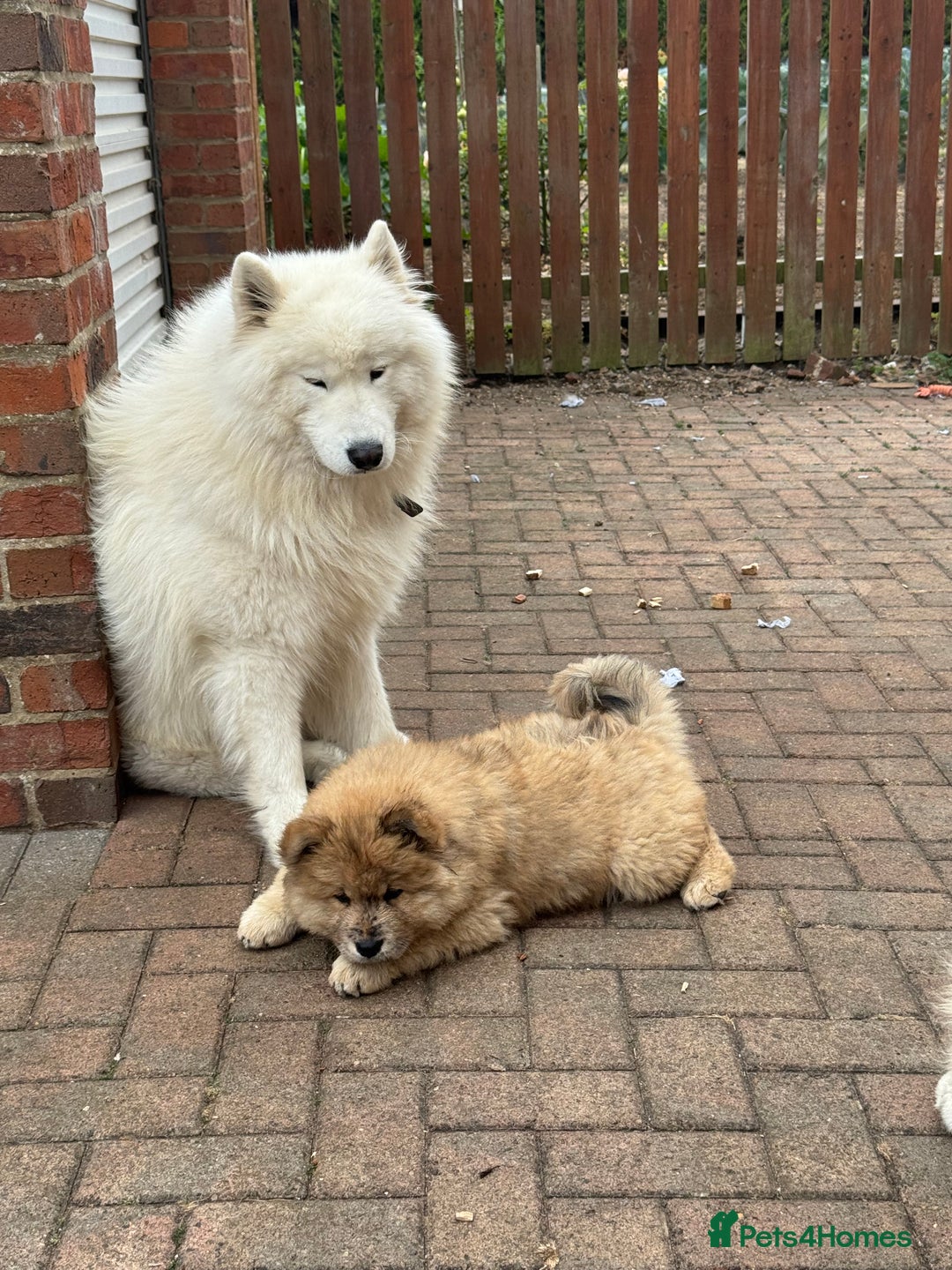 Samoyed dogs for sale: 🐾 🐶 AMAZING, UNIQUE, HEAD TURNING male Samoyed - Image 14