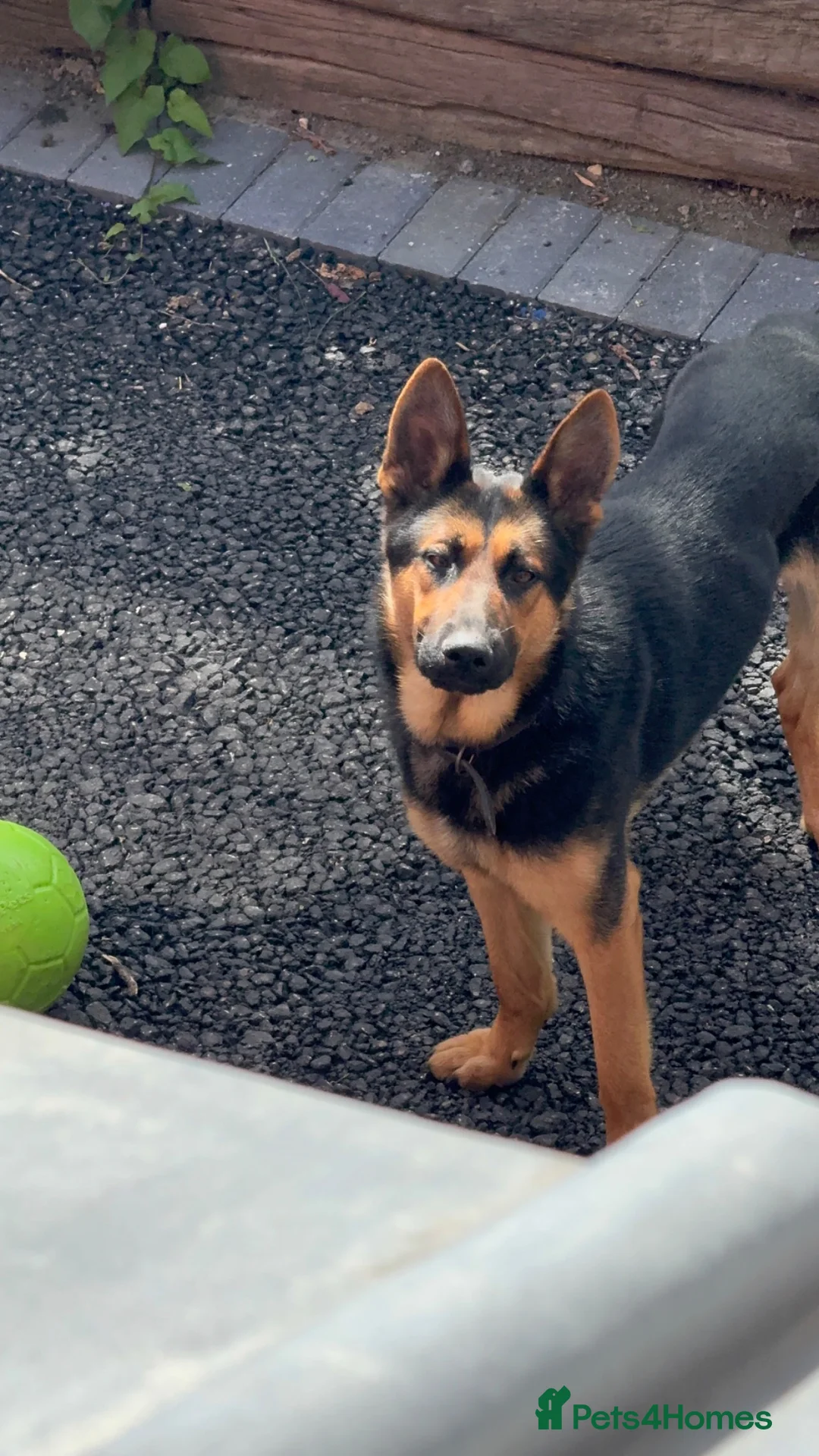 German Shepherd dogs for sale: Loving young German Shepherd boy - Advert 2