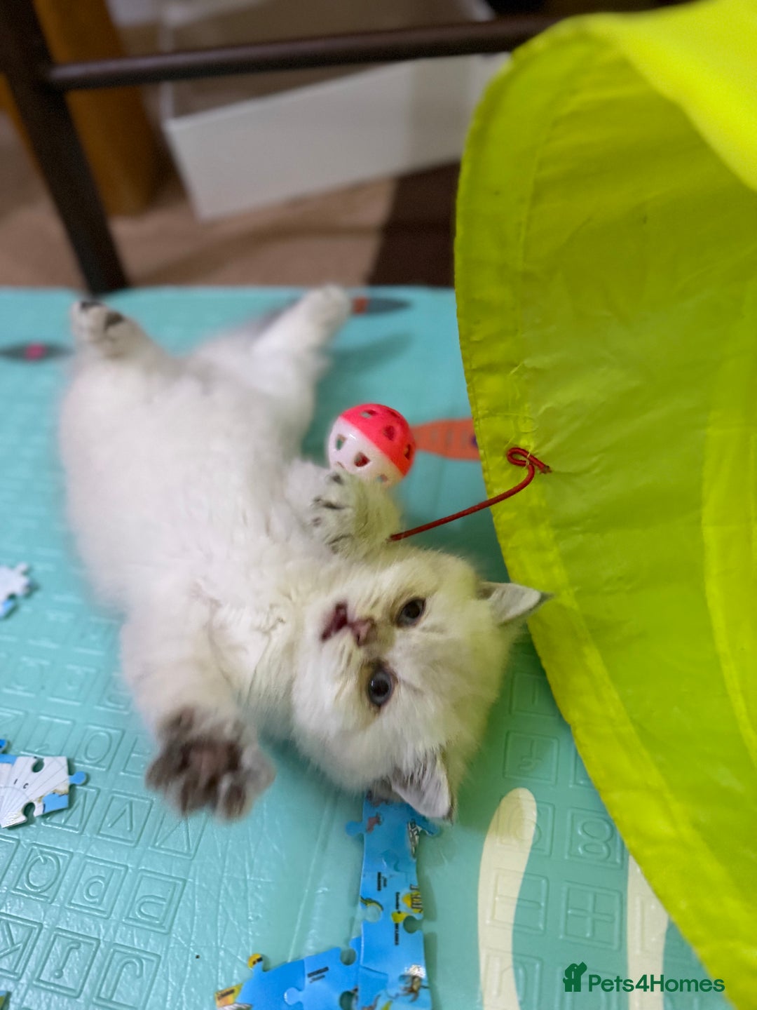 Mixed Breed cats for sale: Beautiful British straight = Chinchilla boy - Advert 6