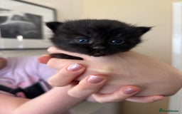 Mixed Breed cats for sale: British shorthair cross kittens - Image 15
