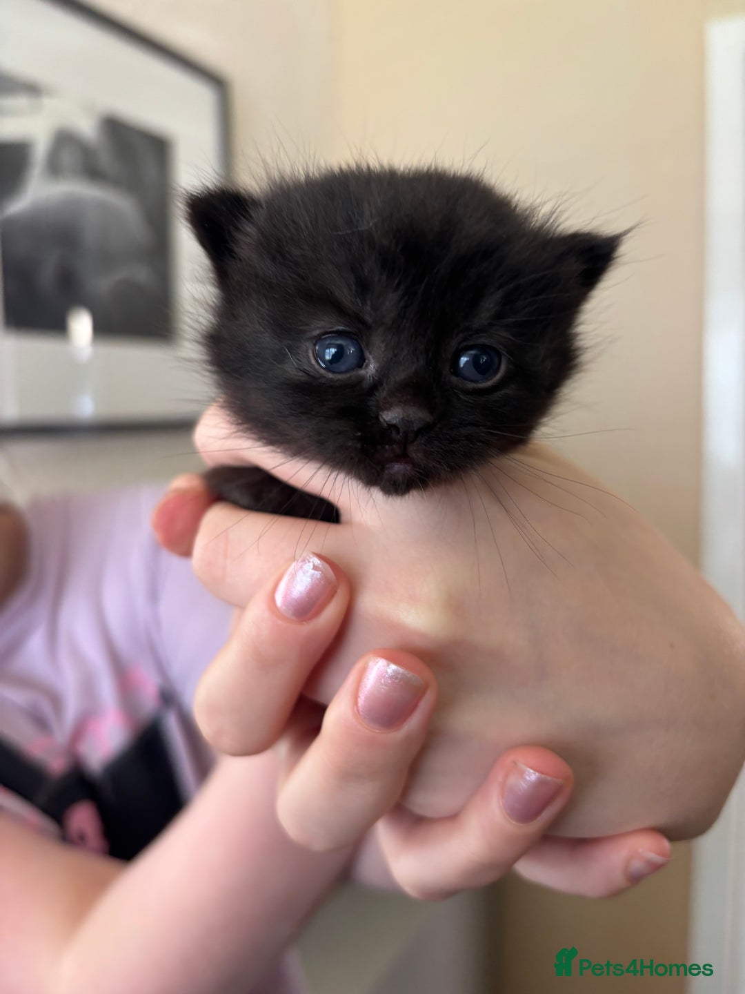 Mixed Breed cats for sale: British shorthair cross kittens - Image 15