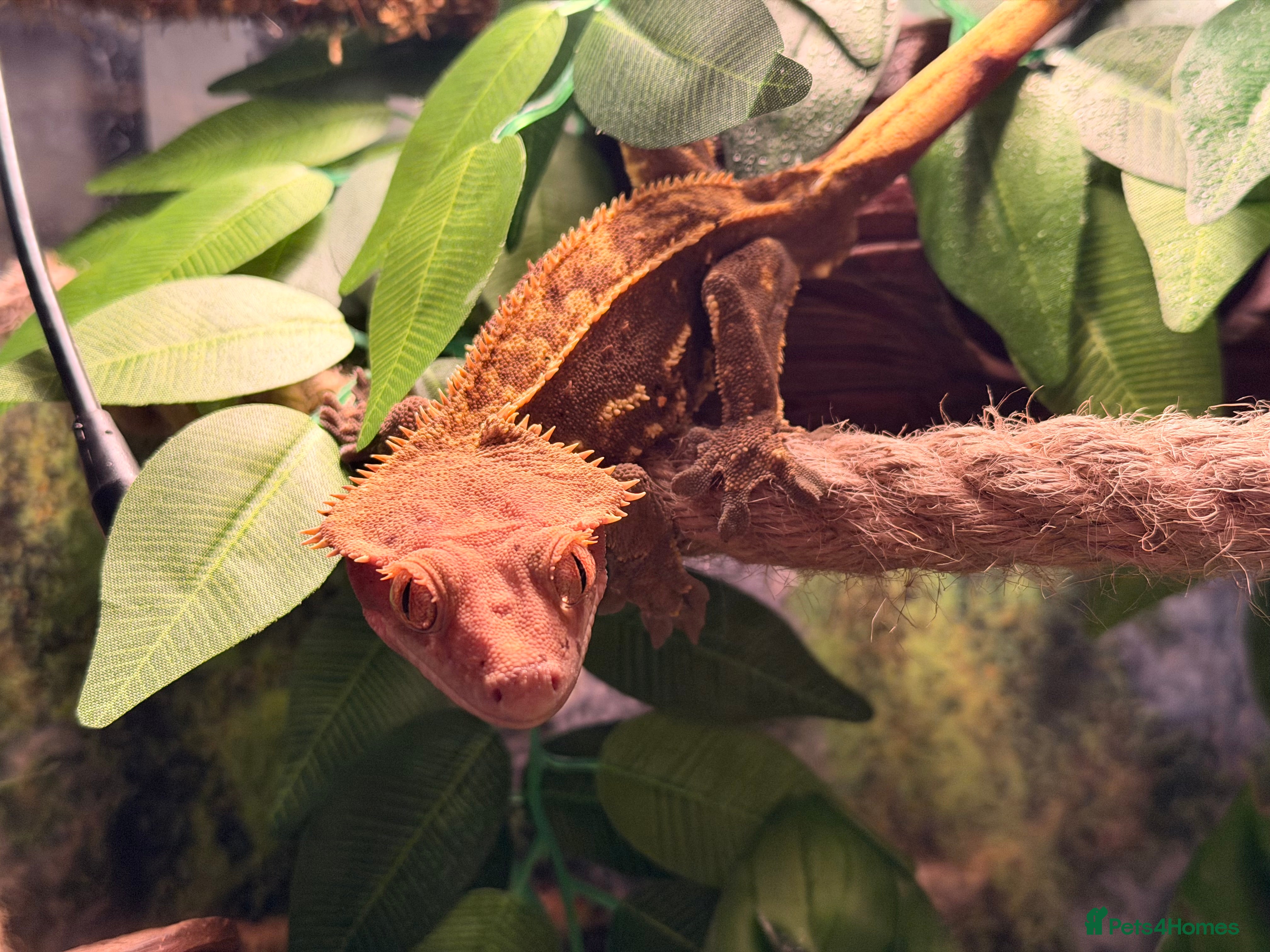 Gecko reptiles Male crested gecko £40 or with Viv £350 - Advert 9