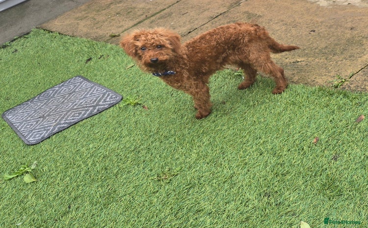 Labradoodle dogs Stunning little girl available  - Advert 12