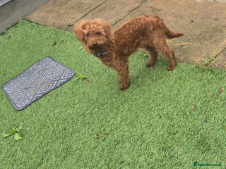 Labradoodle dogs Stunning little girl available - Advert 9