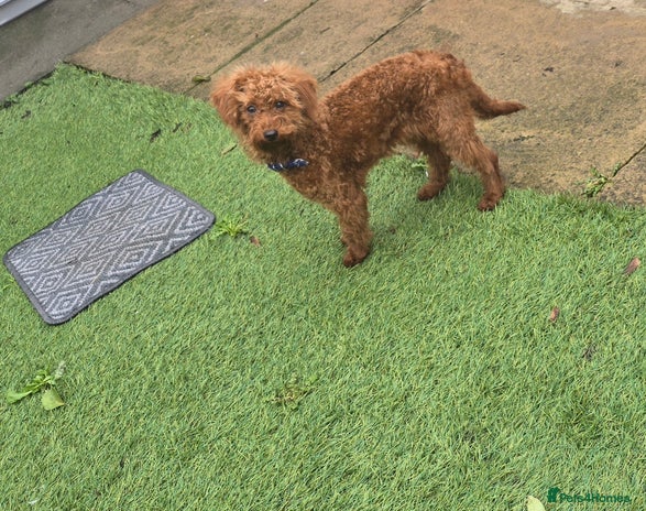 Labradoodle dogs Stunning little girl available - Advert 12