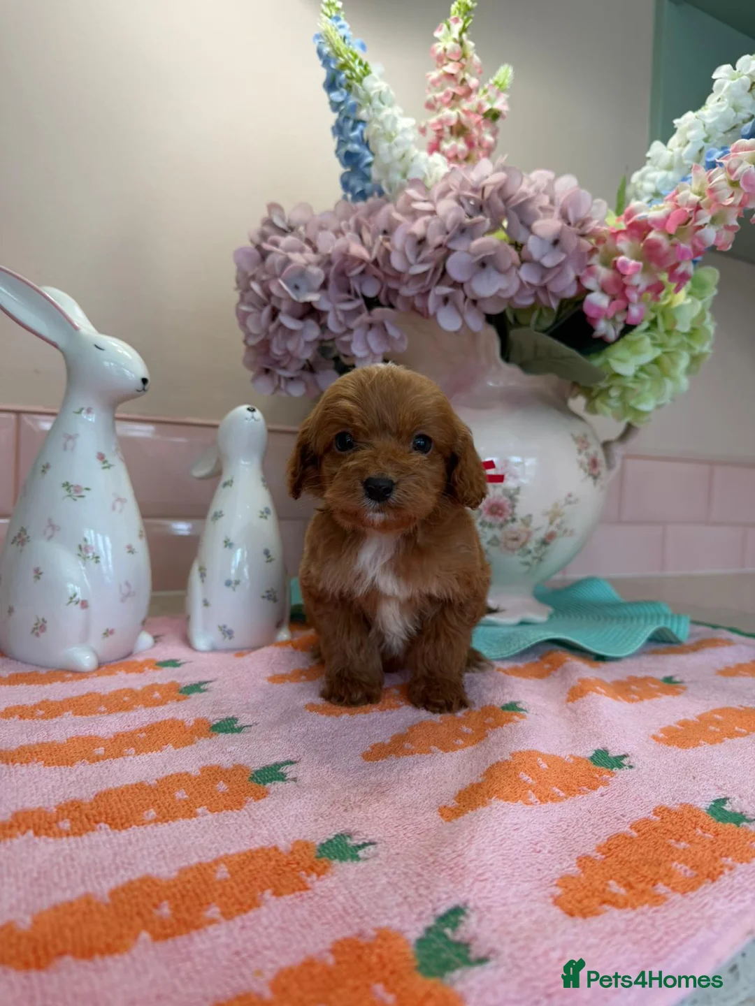 Cockapoo dogs for sale: Stunning cockapoo - Advert 2