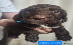 Mixed Breed dogs for sale: 5 mixed breed pups looking for their new home 🐾 - Image 5