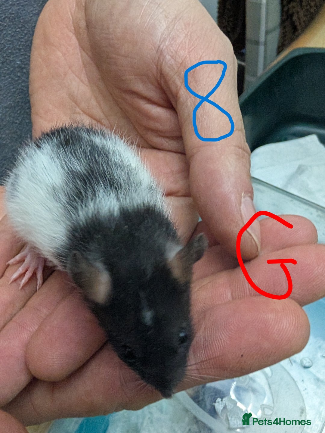 Rat rodents for sale: Dumbo baby Rats - Gorgeous colours  - Advert 7