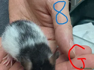 Rat rodents Dumbo baby Rats - Gorgeous colours - Advert 1