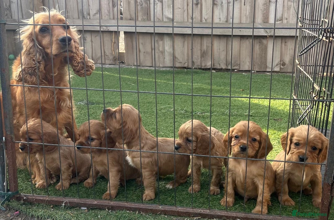 Mixed Breed dogs for sale: Beautiful litter of 6 cockalier pups - Image 4