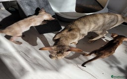 Oriental cats for sale: Oriental Shorthair kittens  - Image 28