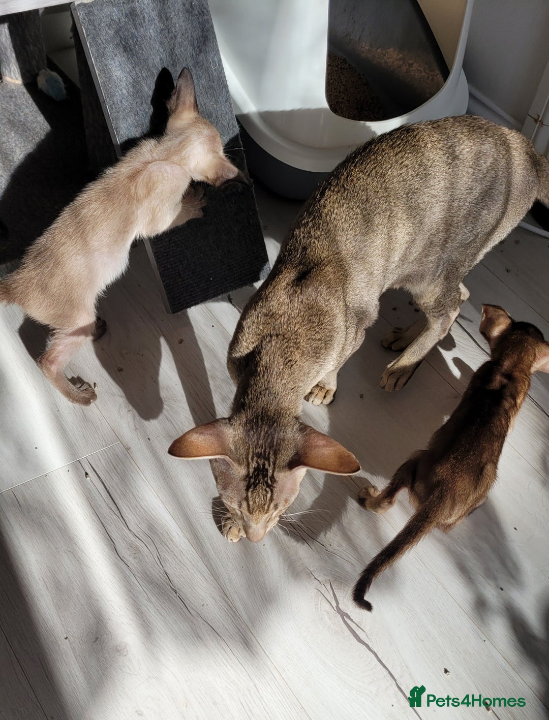 Oriental cats for sale: Oriental Shorthair kittens  - Image 28