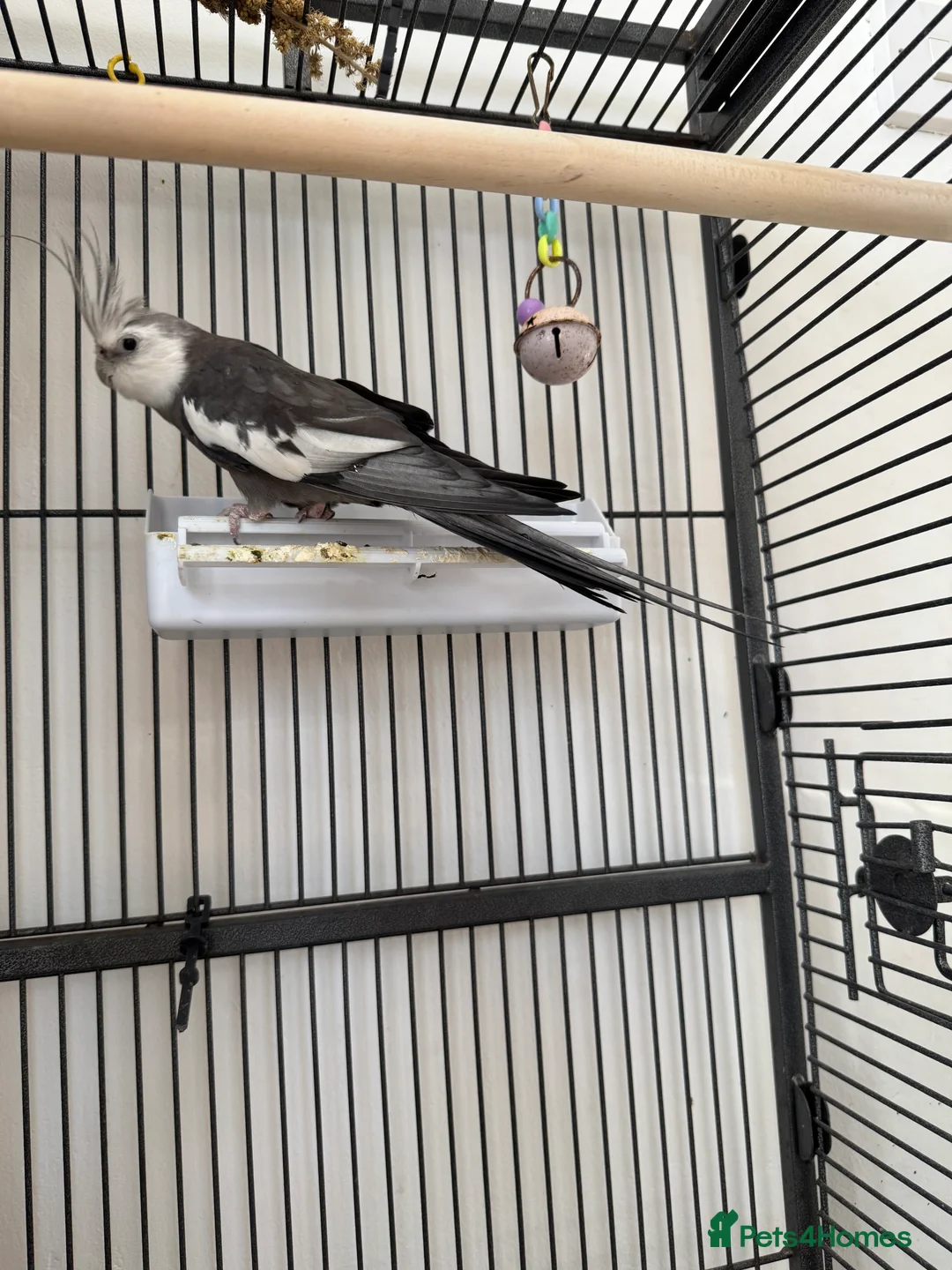 Cockatiels birds for sale: Cockatiel in Bournemouth - Advert 2