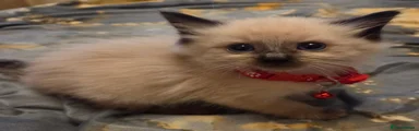 Ragdoll 5