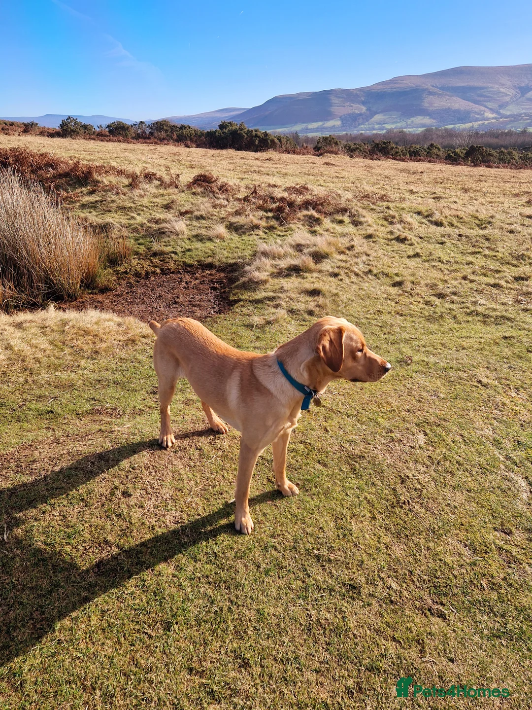 Labrador Retriever dogs for stud: Unproven Labrador Stud NO FEE. KC reg/BVA screened in Brecon - Advert 13