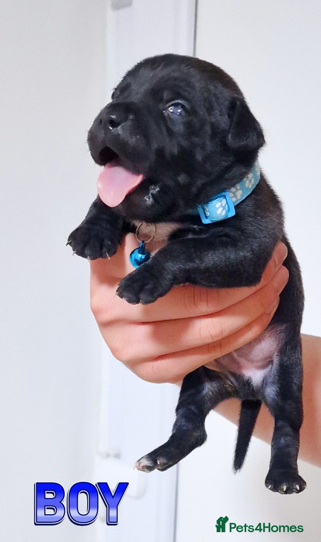 Staffordshire Bull Terrier dogs for sale: VALGO TOP GUN PUPPIES NOW AVAILABLE WOW 😍  - Advert 6