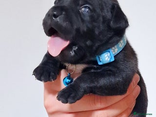 Staffordshire Bull Terrier dogs VALGO TOP GUN PUPPIES NOW AVAILABLE WOW 😍 - Advert 4