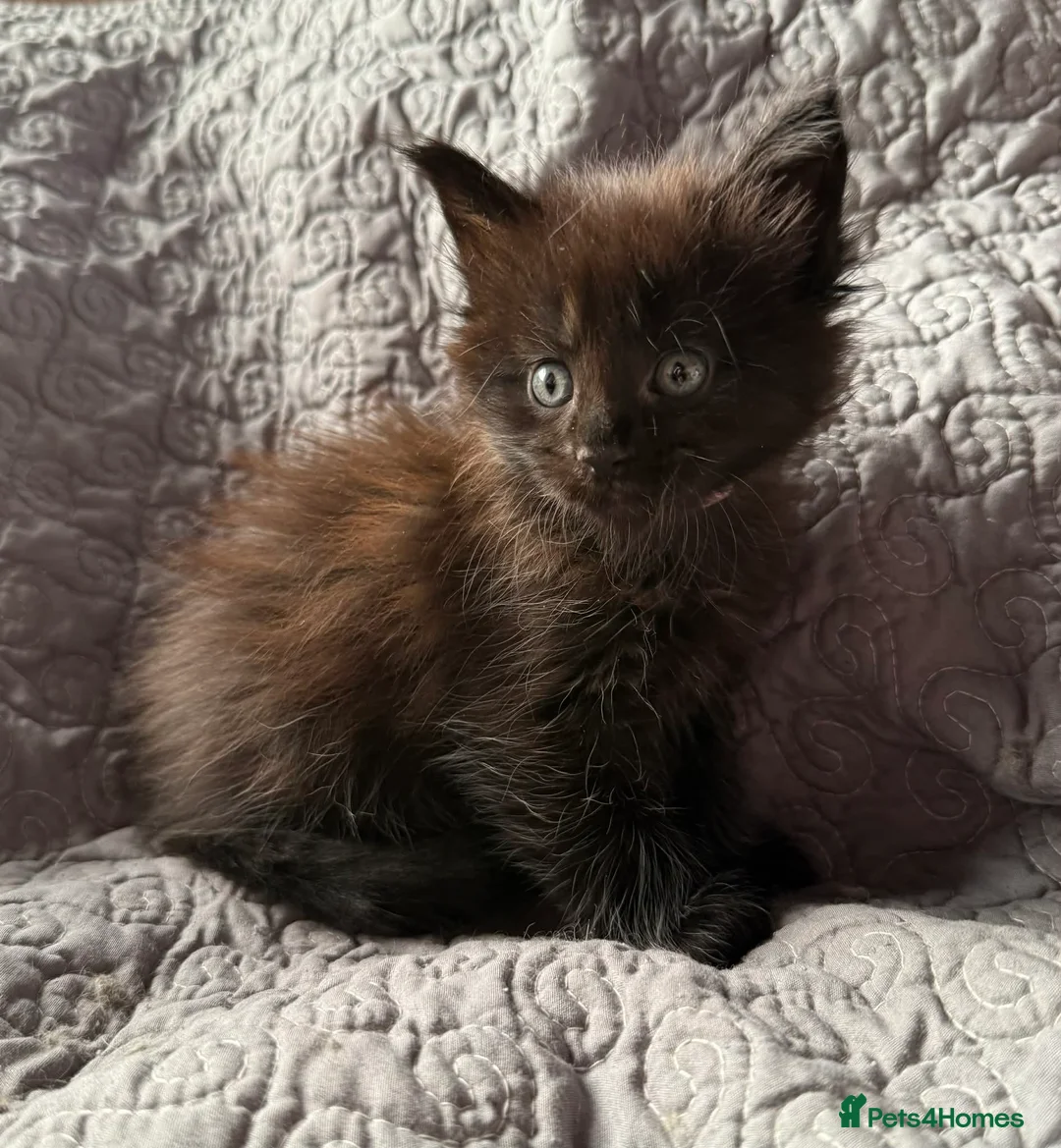 Maine Coon cats for sale: Stunning Polydactyl Maine Coon Kittens for Sale  - Advert 7