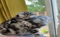 British Shorthair cats for sale: Your Furry Fantasy Awaits! - Image 7