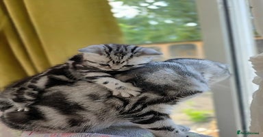 British Shorthair cats - Advert 9
