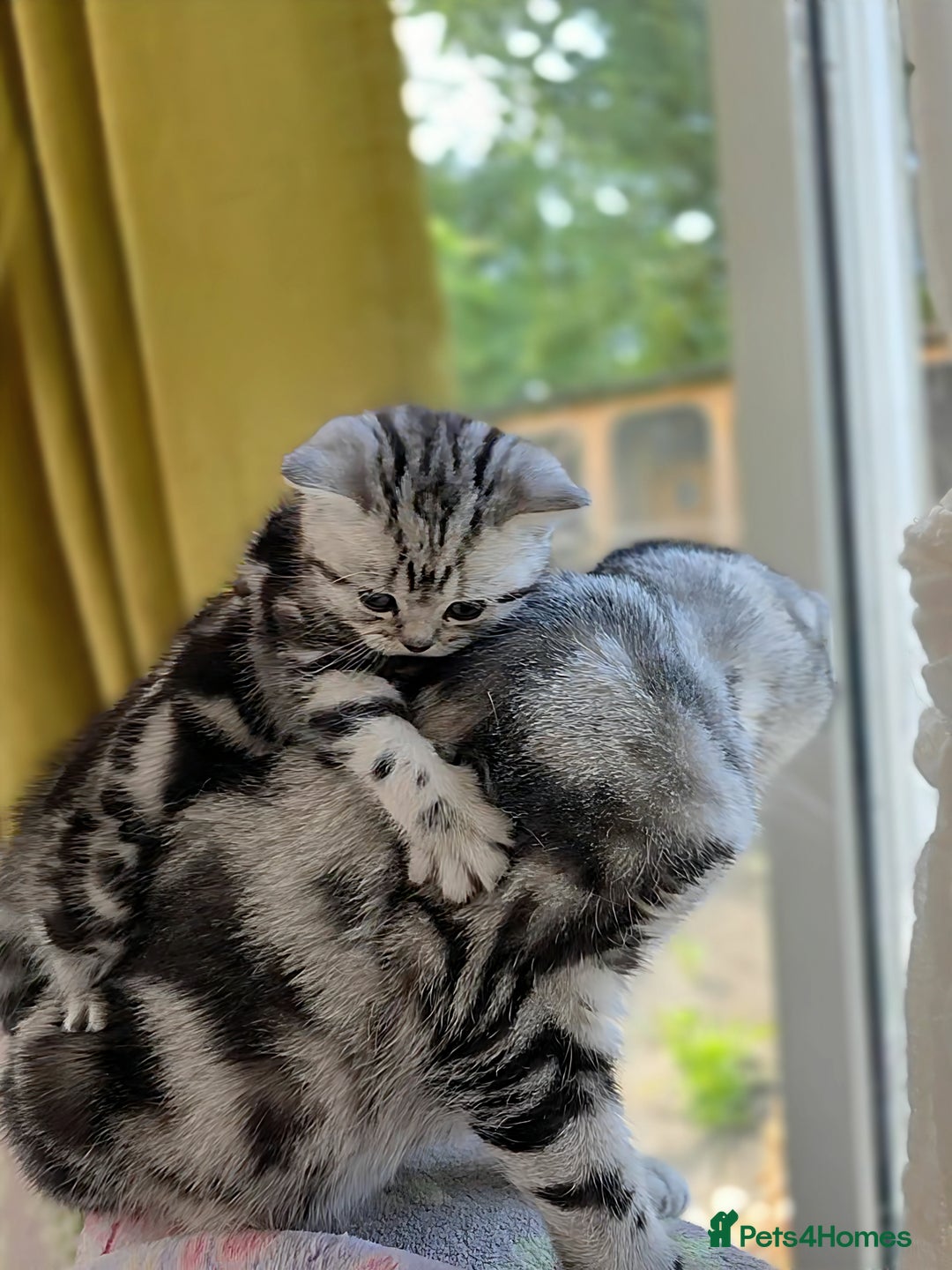British Shorthair cats for sale: Your Furry Fantasy Awaits! - Image 7