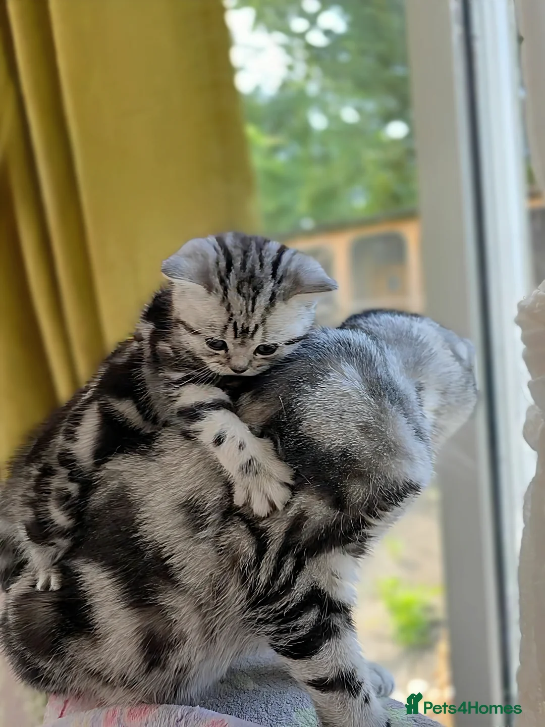 British Shorthair cats for sale: Your Furry Fantasy Awaits! - Advert 8