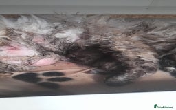 Selkirk Rex cats for sale: Tica reg  pedigree selkirk rex kittens ready now  - Advert 12