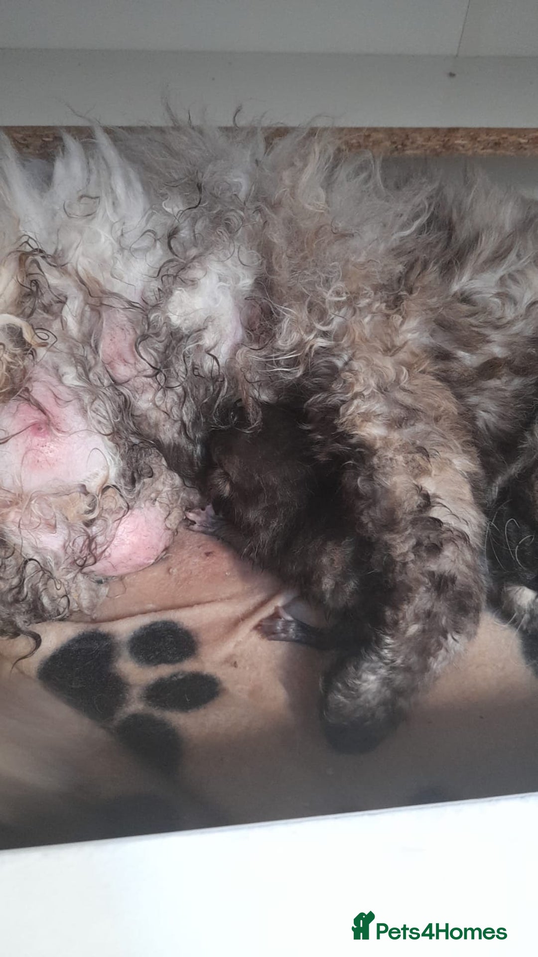 Selkirk Rex cats for sale: Tica reg  pedigree selkirk rex kittens ready now  - Advert 12