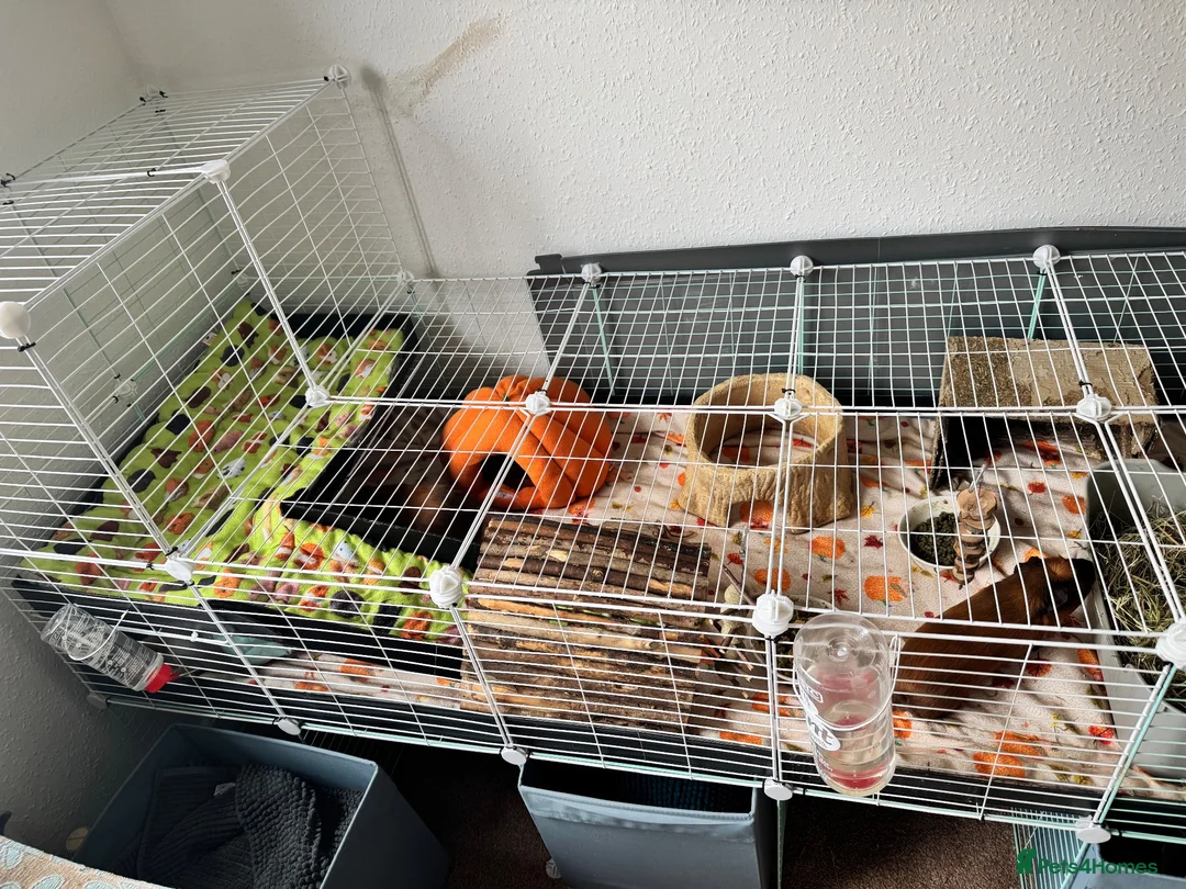 Guinea Pig rodents for sale: Guinea Pigs Free to Good Home in Beccles - Advert 8