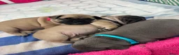 French Bulldog dogs for sale: Female fawn coat and a black mask. - Advert 32
