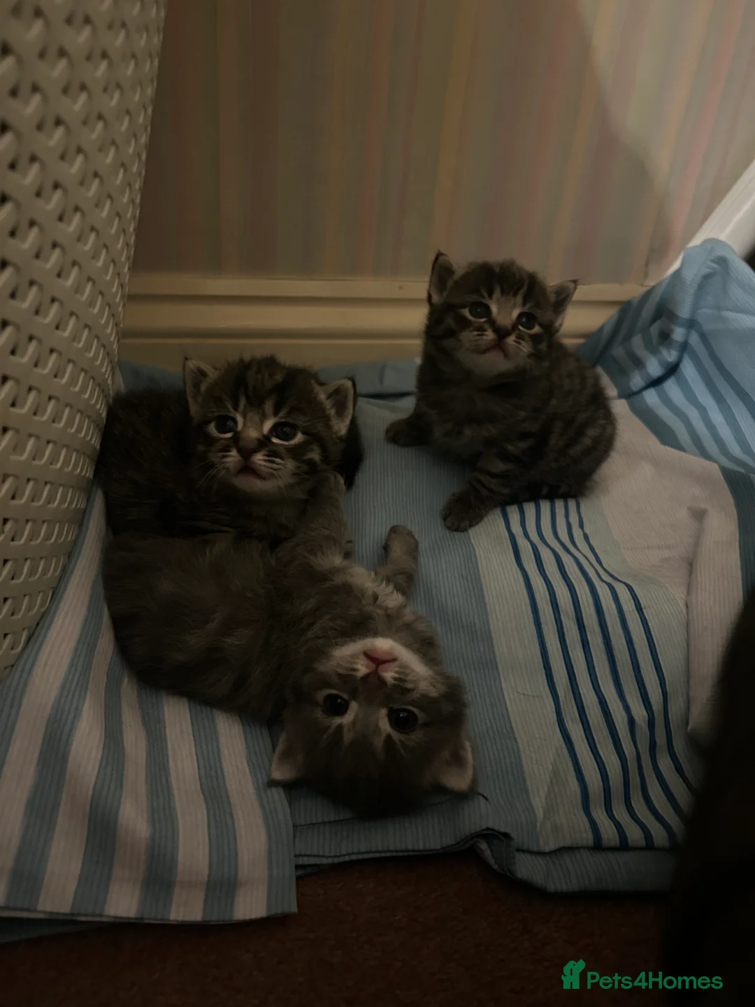 Domestic Shorthair cats for sale: Gorgeous Kittens  - Advert 6