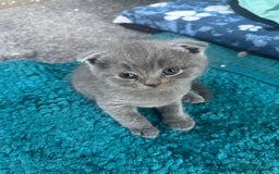 Scottish Fold cats for sale: Beautiful Scottish folds and straights kittens🎀 - Image 12