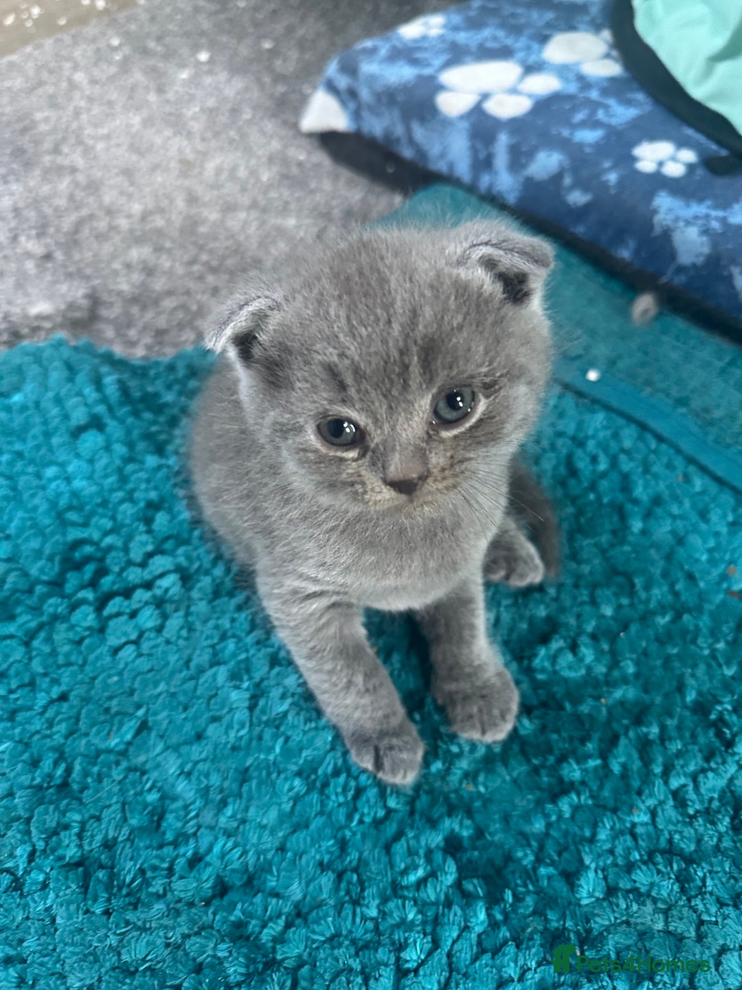 Scottish Fold cats for sale: Beautiful Scottish folds and straights kittens🎀 - Image 12