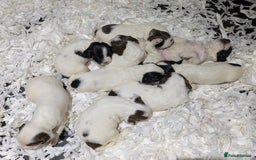 English Springer Spaniel dogs for sale: Speckled mixed colour ESS pups,TESTED PARENTS - Image 2